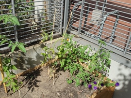 Tomaten am Deutschen Haus