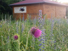 Blühwiese an der Bienen-InfoWabe (Bienenweg 1, Bamberg)