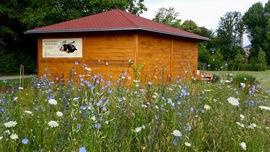 Blühwiese an der Bienen-InfoWabe in Bamberg