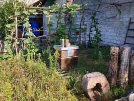 Bienen im Welterbe-Garten der Gärtnerstadt Bamberg