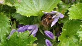 Wildbiene an Hängepolsterglockenblume