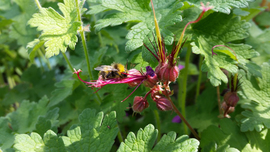 Wildbiene an Balkan-Storchschnabel