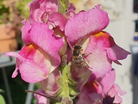 Wildbiene an Löwenmäulchen